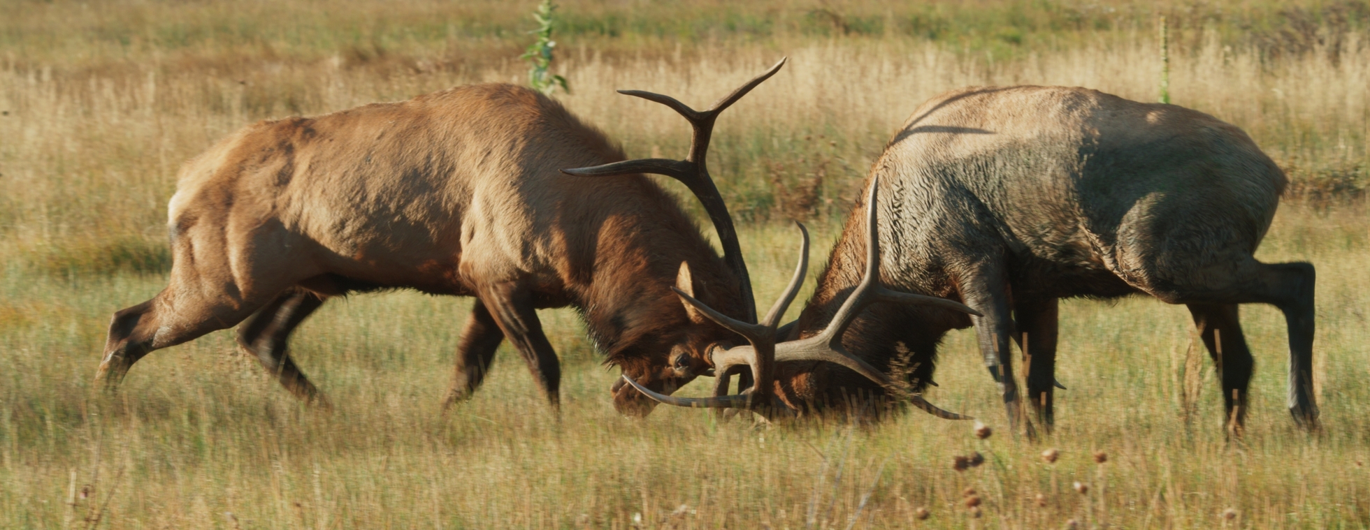 The American Southwest Screening